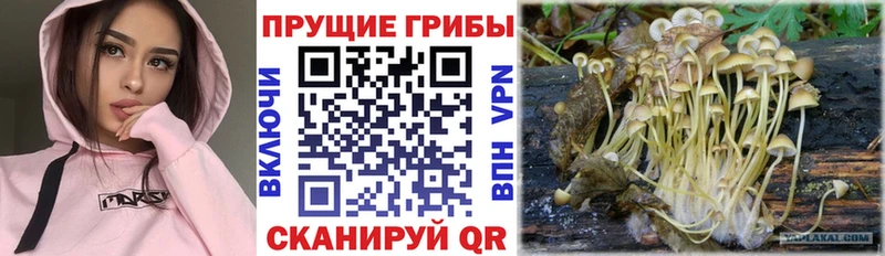 Галлюциногенные грибы MAGIC MUSHROOMS  Купить закладки  Усмань 